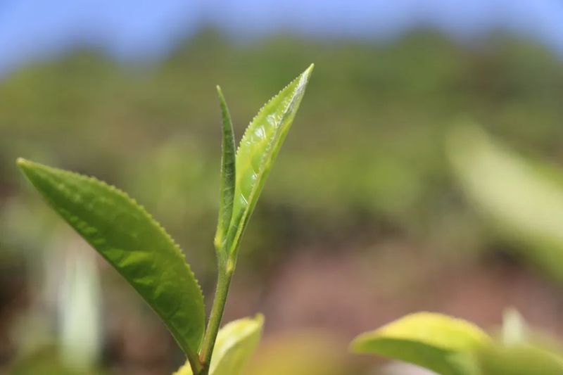 关于景谷益智乡：发展“茶”经济，富裕一方百姓的信息(4)