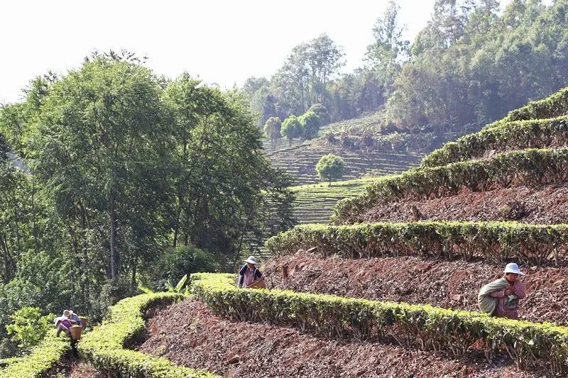 关于景谷益智乡：发展“茶”经济，富裕一方百姓的信息(9)