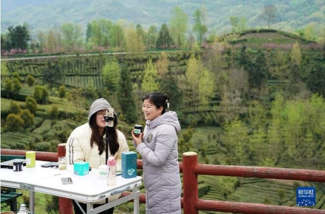 关于陕西汉中西乡县 36万亩茶园处处生机盎然的最新消息(2)