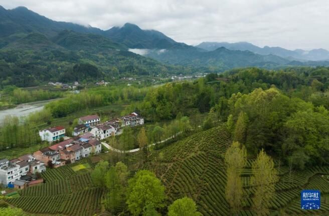 关于陕西汉中西乡县 36万亩茶园处处生机盎然的最新消息