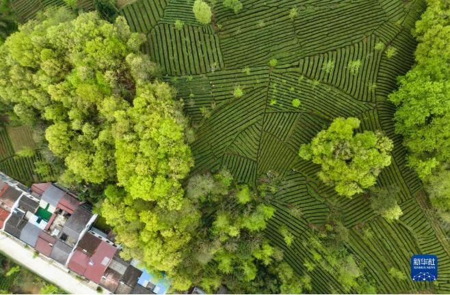 关于陕西汉中西乡县 36万亩茶园处处生机盎然的最新消息(4)