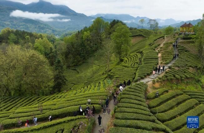 关于陕西汉中西乡县 36万亩茶园处处生机盎然的最新消息(3)