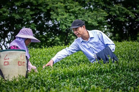 有关于两岸同根同源，福建漳平永福与台湾阿里山展开茶业交流合作的信息(1)