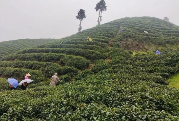 关于贵州黎平：不负春光采茶忙​​的内容