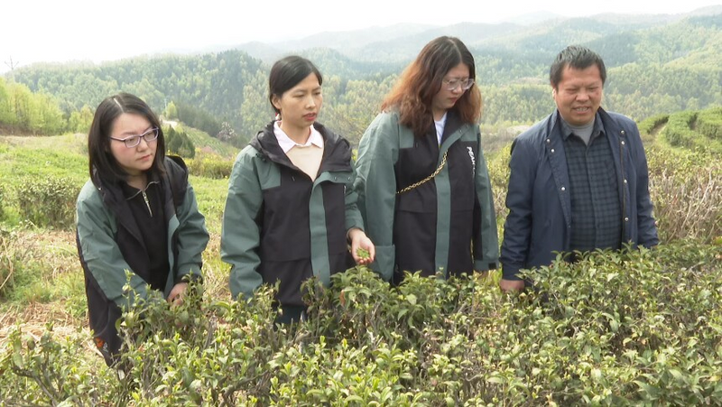 有关于青山镇：能力作风赋能 助推茶产业高质量发展的内容(2)