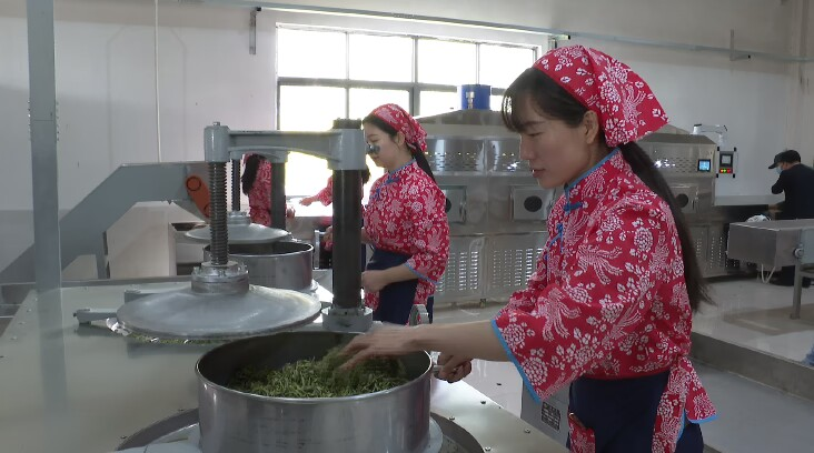 有关于青山镇：能力作风赋能 助推茶产业高质量发展的内容(3)