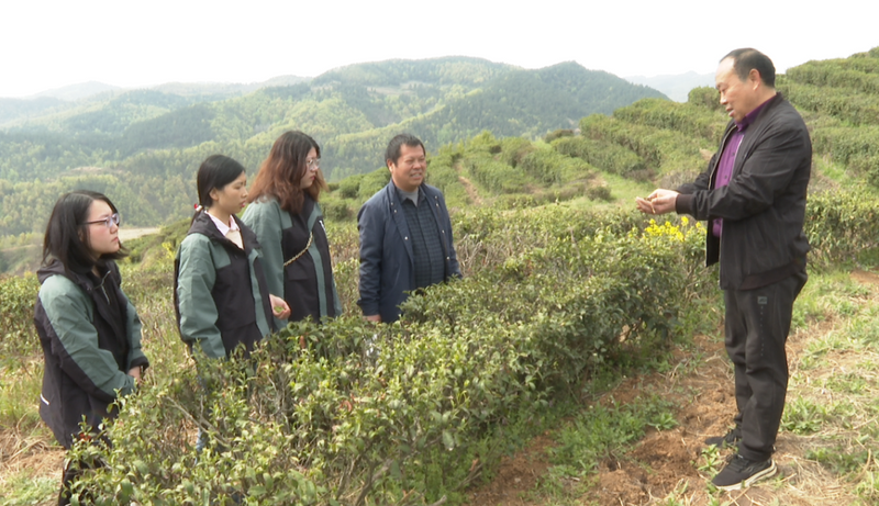 有关于青山镇：能力作风赋能 助推茶产业高质量发展的内容
