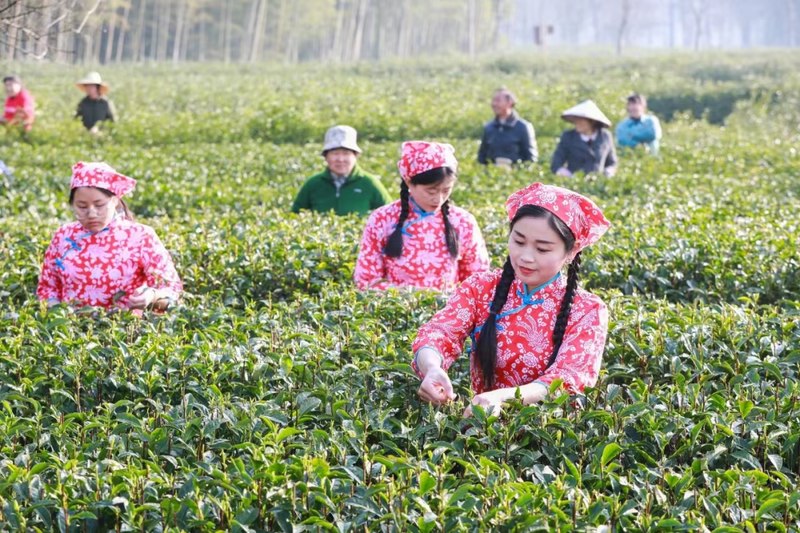 有关于青山镇：能力作风赋能 助推茶产业高质量发展的内容(1)
