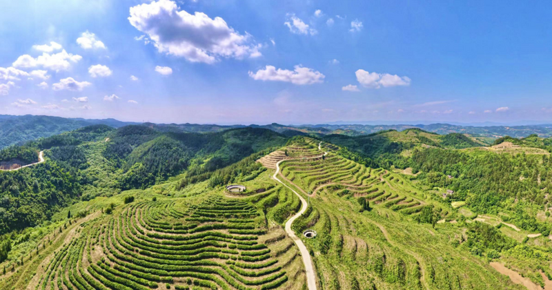 有关于青山镇：能力作风赋能 助推茶产业高质量发展的内容(4)