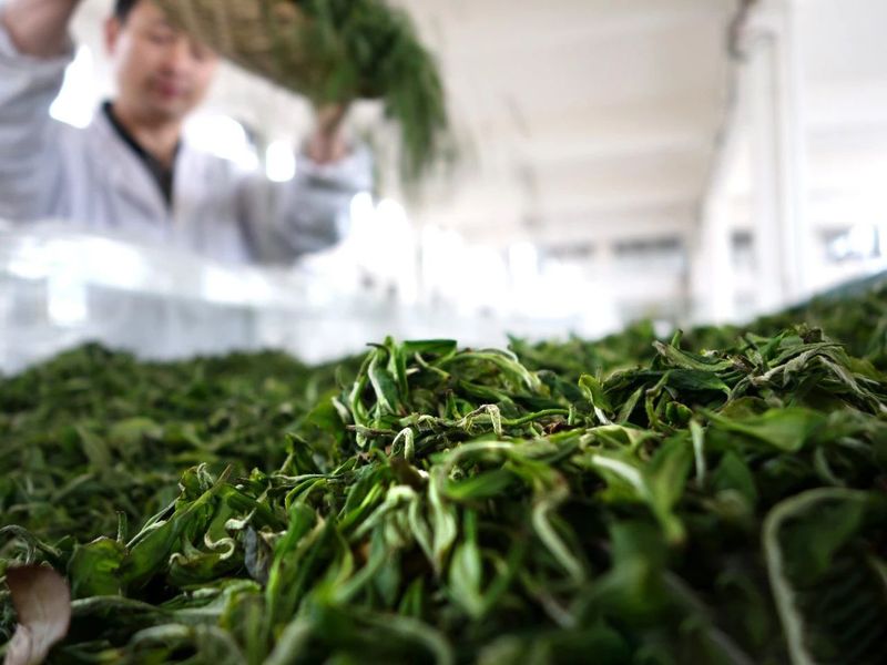 关于都匀市“六个聚力”推动茶产业新跃升的信息(3)