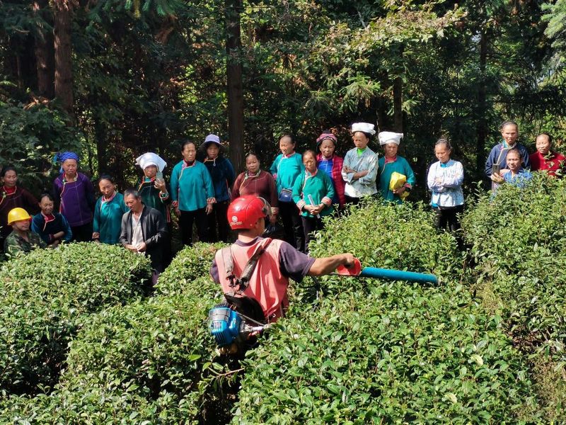 关于都匀市“六个聚力”推动茶产业新跃升的信息(1)