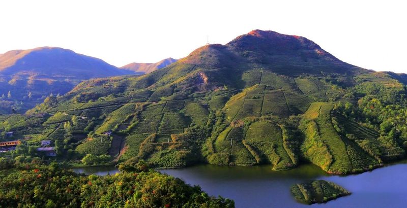 关于都匀市“六个聚力”推动茶产业新跃升的信息