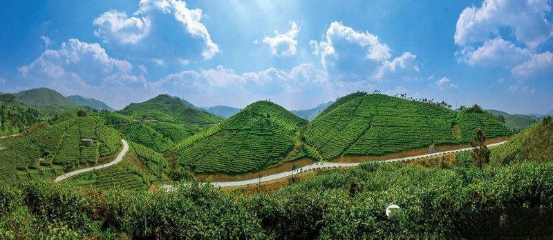 关于都匀市“六个聚力”推动茶产业新跃升的信息(4)
