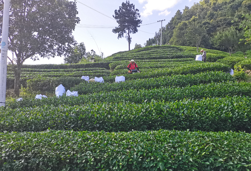 关于都匀市“六个聚力”推动茶产业新跃升的信息(5)