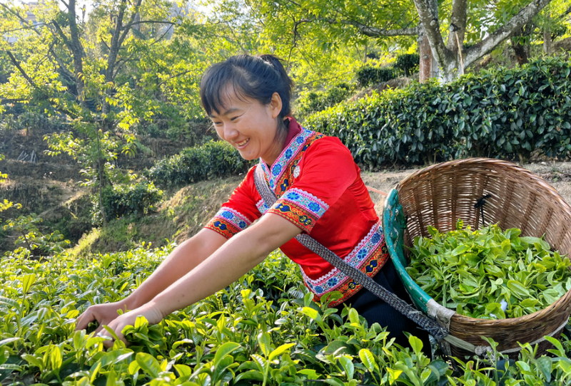关于凤庆县大寺乡：绿芽茶飘香 茶农采茶忙的相关内容(1)