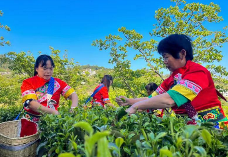 关于凤庆县大寺乡：绿芽茶飘香 茶农采茶忙的相关内容