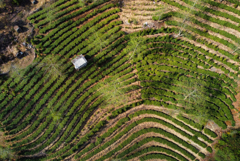 关于凤庆县大寺乡：绿芽茶飘香 茶农采茶忙的相关内容(3)