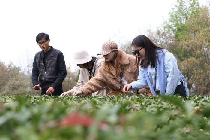 有关于黄山：用活税惠政策 助力茶品牌发展的消息