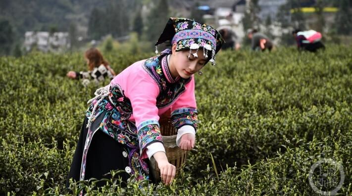 有关于明前茶飘香 黔江春茶全面开采的相关内容(2)