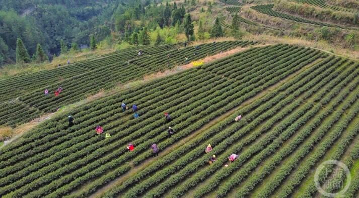 有关于明前茶飘香 黔江春茶全面开采的相关内容(3)