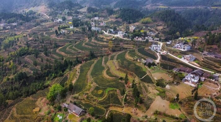 有关于明前茶飘香 黔江春茶全面开采的相关内容(1)