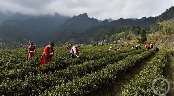 有关于明前茶飘香 黔江春茶全面开采的相关内容(4)