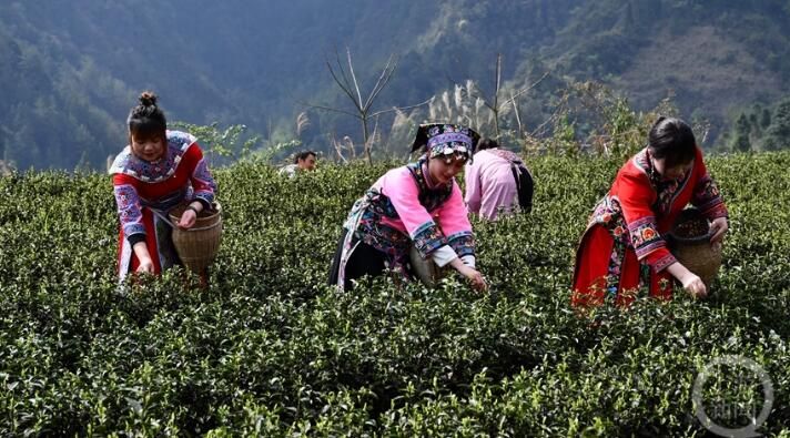 有关于明前茶飘香 黔江春茶全面开采的相关内容(5)