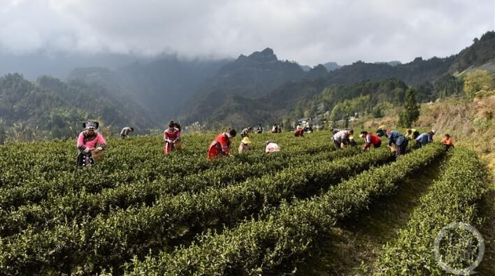 有关于明前茶飘香 黔江春茶全面开采的相关内容