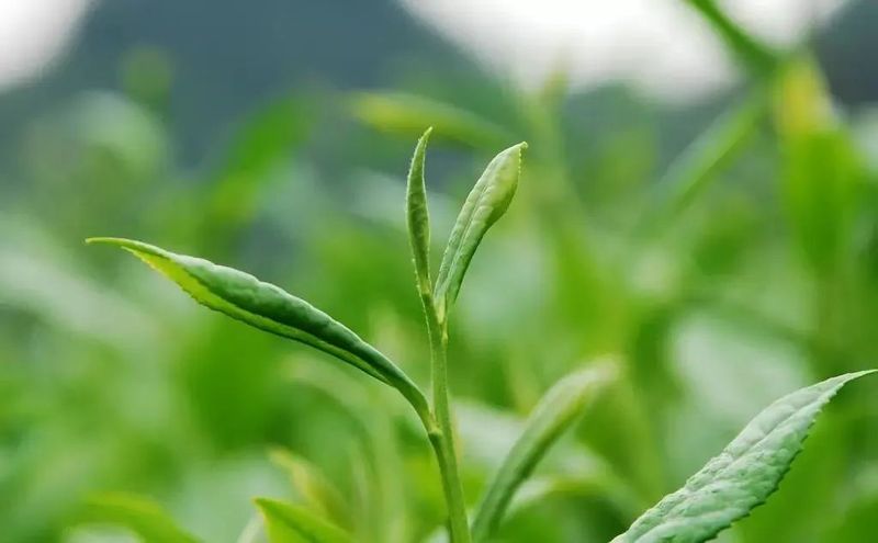 有关于一叶千年 昆明“茶味”渐浓的消息