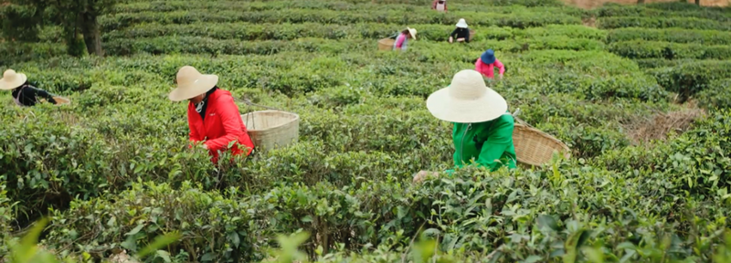 有关于一叶千年 昆明“茶味”渐浓的消息(3)