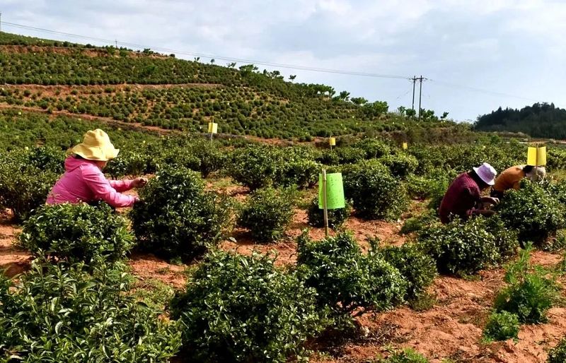 有关于一叶千年 昆明“茶味”渐浓的消息(2)