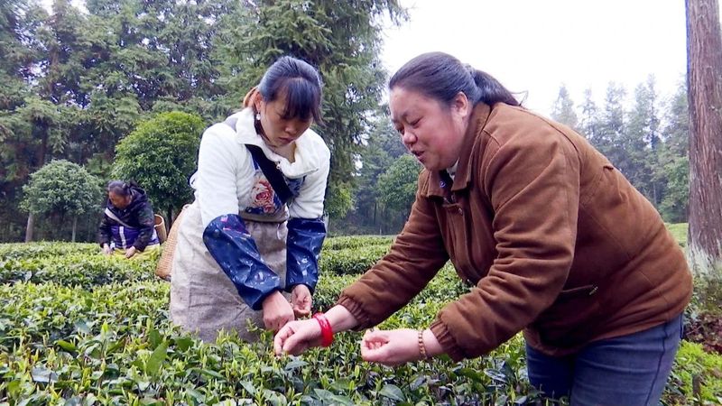 关于凤冈：“六万行动”助推茶产业高质量发展的信息(2)