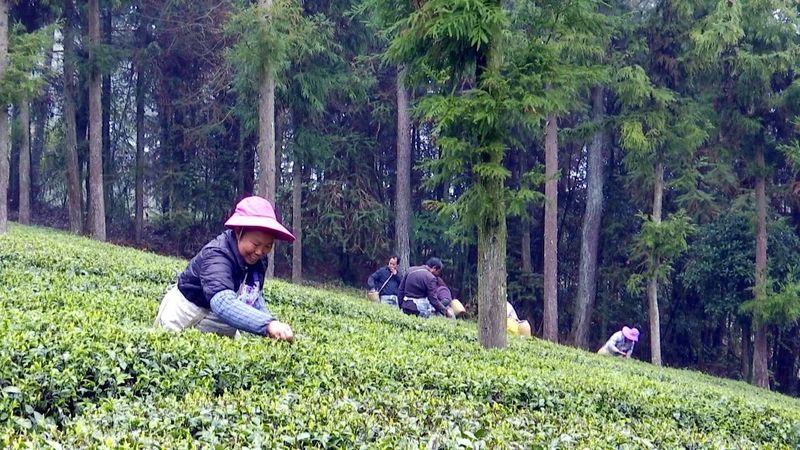 关于凤冈：“六万行动”助推茶产业高质量发展的信息(1)