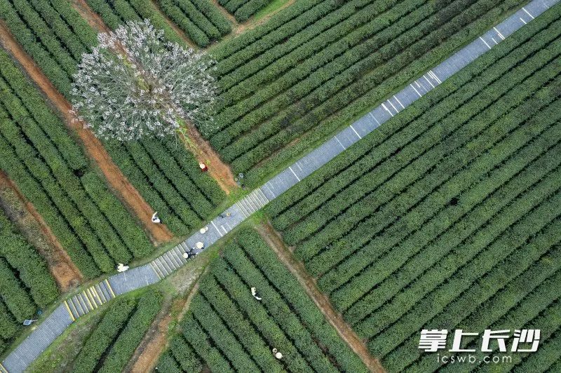 有关于春风十里茶飘香 游客金井采茶忙的内容(8)