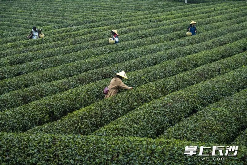 有关于春风十里茶飘香 游客金井采茶忙的内容(7)