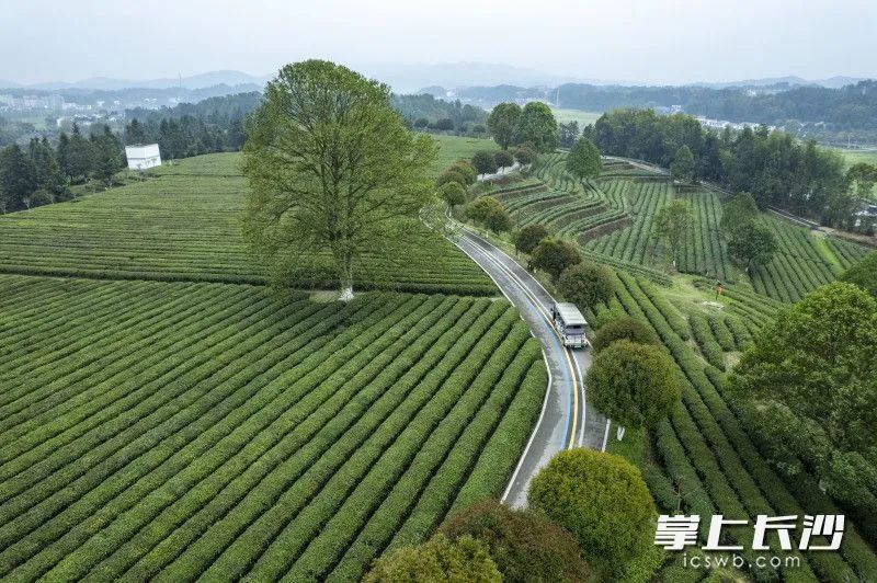 有关于春风十里茶飘香 游客金井采茶忙的内容(4)