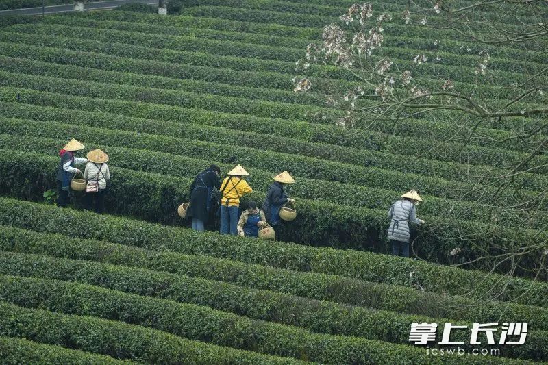有关于春风十里茶飘香 游客金井采茶忙的内容(2)