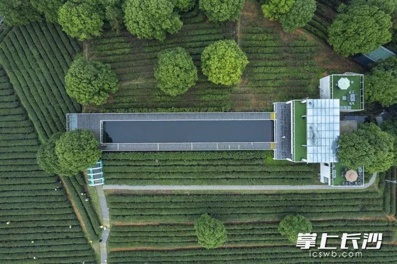 有关于春风十里茶飘香 游客金井采茶忙的内容(3)