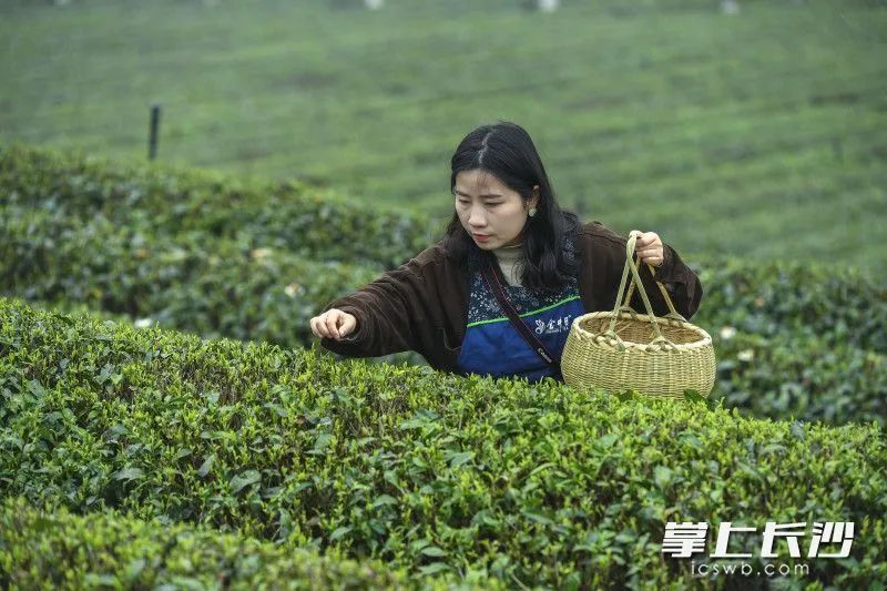 有关于春风十里茶飘香 游客金井采茶忙的内容(5)