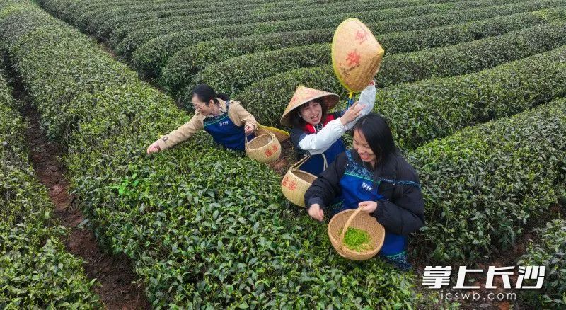 有关于春风十里茶飘香 游客金井采茶忙的内容