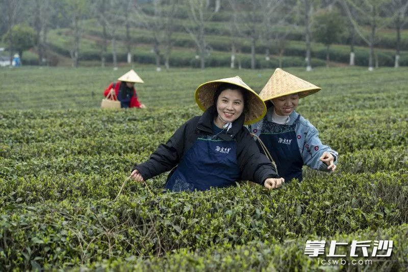 有关于春风十里茶飘香 游客金井采茶忙的内容(1)