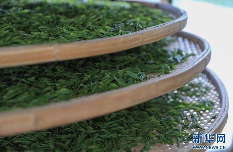 关于贵阳:茶山美如画 茶农采茶忙的信息(5)