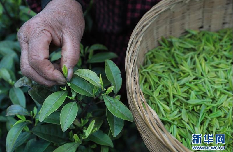 关于贵阳:茶山美如画 茶农采茶忙的信息(2)