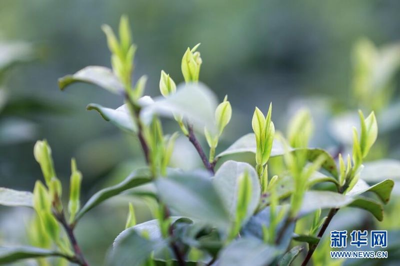 关于贵阳:茶山美如画 茶农采茶忙的信息(1)