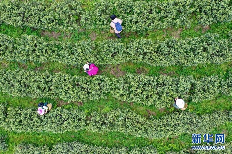 关于贵阳:茶山美如画 茶农采茶忙的信息(3)