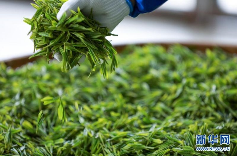 关于贵阳:茶山美如画 茶农采茶忙的信息(4)