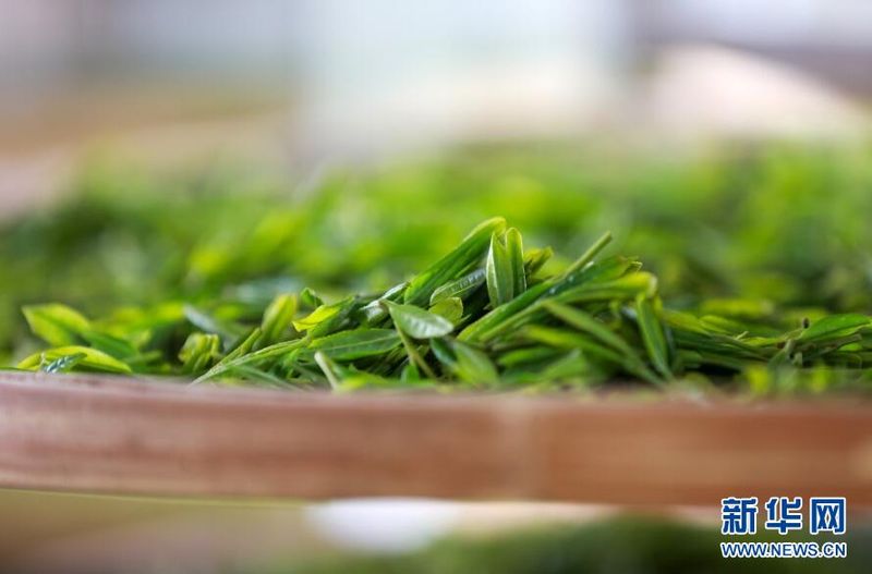 关于贵阳:茶山美如画 茶农采茶忙的信息(6)