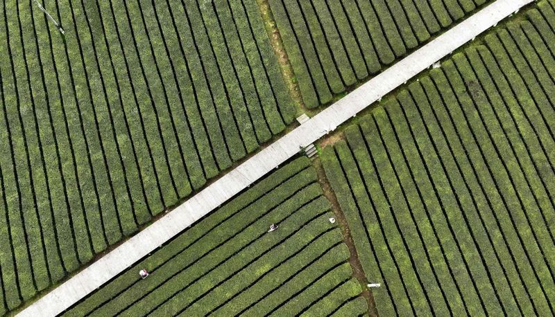 关于40亩已收入3万余元！湄江街道金花村集体茶园有搞头的内容(1)