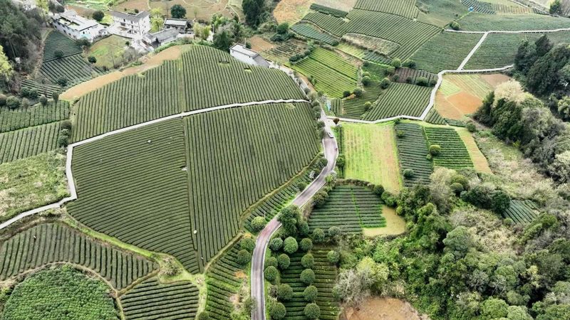 关于40亩已收入3万余元！湄江街道金花村集体茶园有搞头的内容(2)