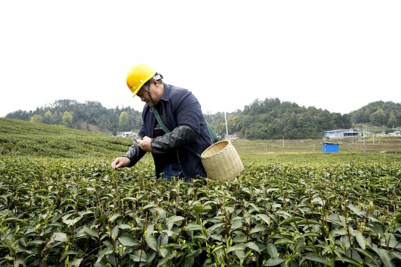 关于40亩已收入3万余元！湄江街道金花村集体茶园有搞头的内容(4)